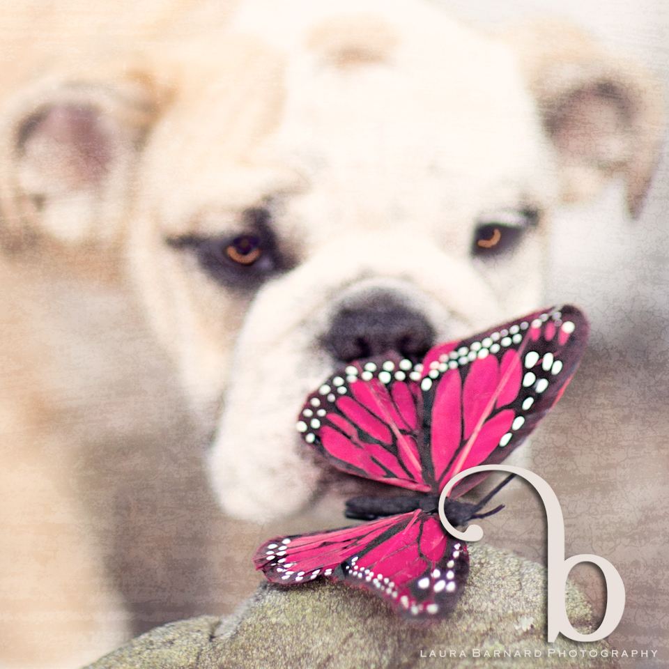 A bulldog puppy with a butterfly resting on its nose.
