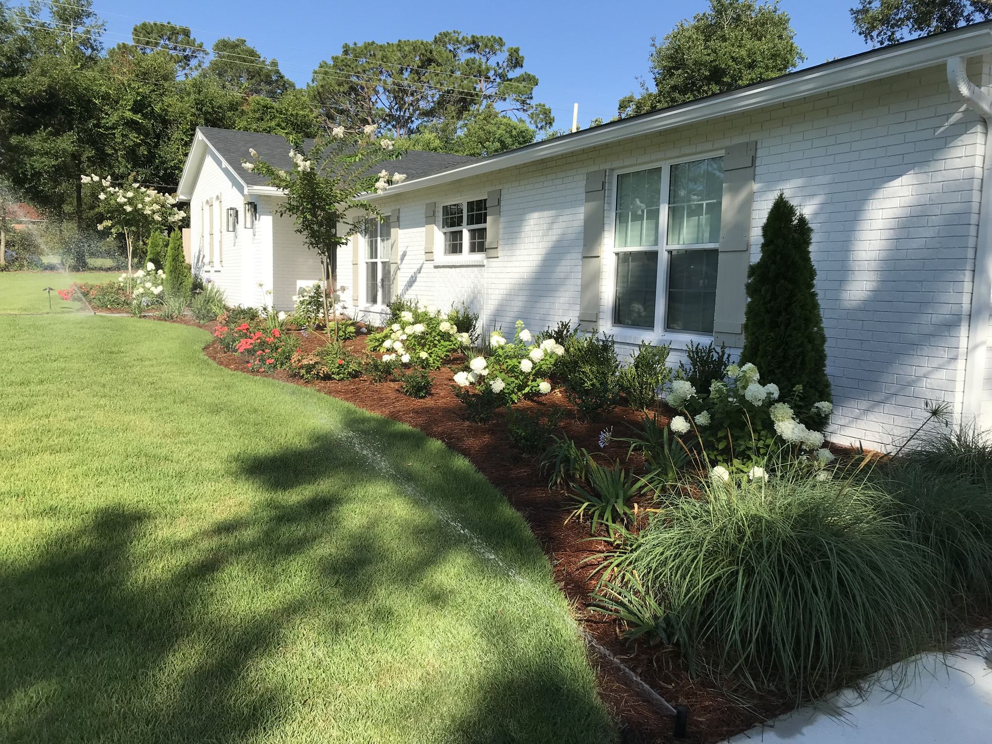 A white brick house with fresh sod and a curved planting bed of hydrangeas, grasses and a cypress